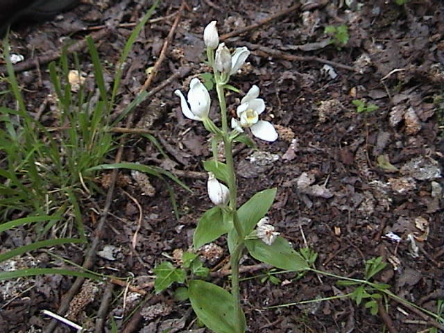 Broad-leaved Helleborine at Quarry 1,  12th June, 2005